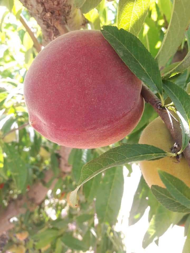 Aton Green Egypt Fresh Fruits & Vegetables